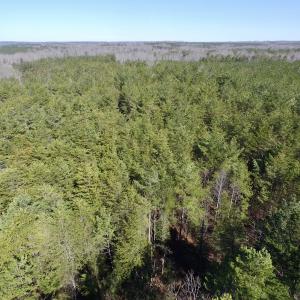 Photo #8 of SOLD property in Double Bridges Rd, Meherrin, VA 29.0 acres