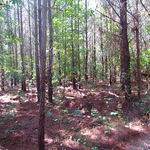 Photo #4 of SOLD property in Off Warrique Rd - Lot 4, Ivor, VA 3.0 acres