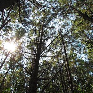 Photo #5 of SOLD property in Off Warrique Rd - Lot 4, Ivor, VA 3.0 acres
