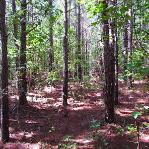 Photo #6 of SOLD property in Off Warrique Rd - Lot 4, Ivor, VA 3.0 acres