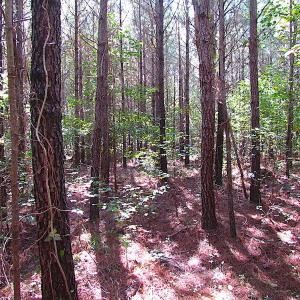 Photo #7 of SOLD property in Off Warrique Rd - Lot 4, Ivor, VA 3.0 acres