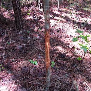 Photo #8 of SOLD property in Off Warrique Rd - Lot 4, Ivor, VA 3.0 acres