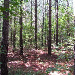 Photo #9 of SOLD property in Off Warrique Rd - Lot 4, Ivor, VA 3.0 acres
