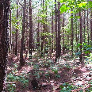 Photo #10 of SOLD property in Off Warrique Rd - Lot 4, Ivor, VA 3.0 acres