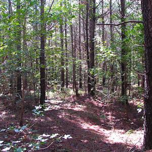 Photo #11 of SOLD property in Off Warrique Rd - Lot 4, Ivor, VA 3.0 acres