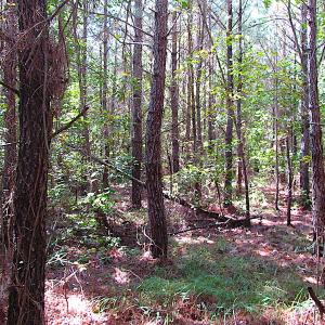 Photo #12 of SOLD property in Off Warrique Rd - Lot 4, Ivor, VA 3.0 acres