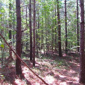 Photo #13 of SOLD property in Off Warrique Rd - Lot 4, Ivor, VA 3.0 acres