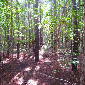 Photo #14 of SOLD property in Off Warrique Rd - Lot 4, Ivor, VA 3.0 acres