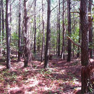 Photo #15 of SOLD property in Off Warrique Rd - Lot 4, Ivor, VA 3.0 acres
