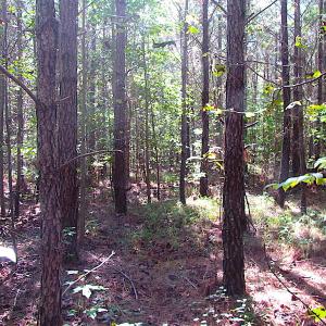 Photo #16 of SOLD property in Off Warrique Rd - Lot 4, Ivor, VA 3.0 acres