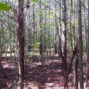 Photo #17 of SOLD property in Off Warrique Rd - Lot 4, Ivor, VA 3.0 acres
