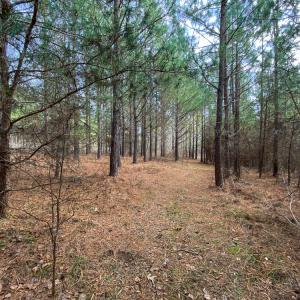 Photo #12 of SOLD property in 150 Bark Road, Ruffin, NC 36.5 acres