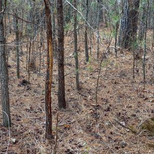 Photo #14 of SOLD property in 150 Bark Road, Ruffin, NC 36.5 acres