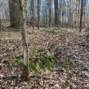 Photo #5 of SOLD property in 150 Bark Road, Ruffin, NC 36.5 acres