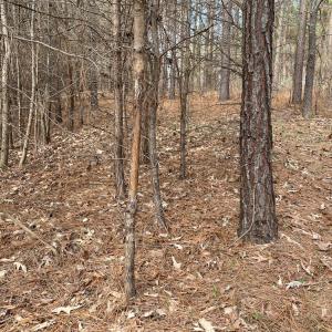 Photo #44 of SOLD property in 150 Bark Road, Ruffin, NC 36.5 acres