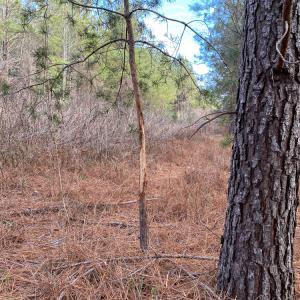 Photo #45 of SOLD property in 150 Bark Road, Ruffin, NC 36.5 acres