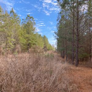 Photo #46 of SOLD property in 150 Bark Road, Ruffin, NC 36.5 acres
