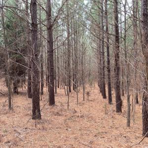 Photo #47 of SOLD property in 150 Bark Road, Ruffin, NC 36.5 acres