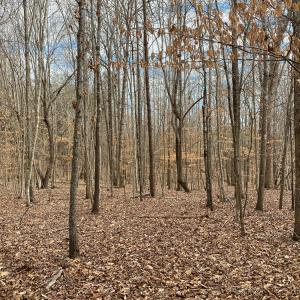 Photo #52 of SOLD property in 150 Bark Road, Ruffin, NC 36.5 acres