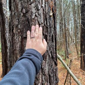 Photo #54 of SOLD property in 150 Bark Road, Ruffin, NC 36.5 acres