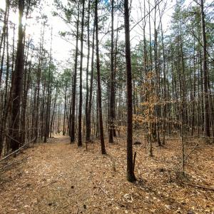 Photo #9 of SOLD property in 150 Bark Road, Ruffin, NC 36.5 acres