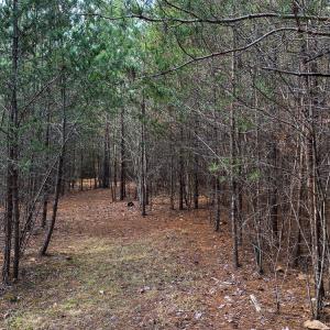 Photo #10 of SOLD property in 150 Bark Road, Ruffin, NC 36.5 acres