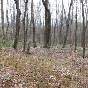 Photo #11 of SOLD property in Off Pine Spur Ln, Ararat, VA 15.4 acres