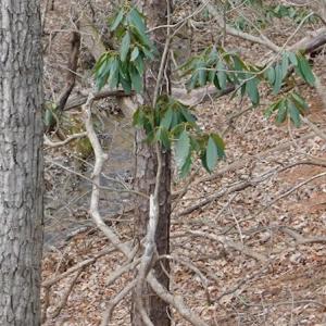 Photo #13 of SOLD property in Off Pine Spur Ln, Ararat, VA 15.4 acres