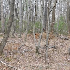 Photo #15 of SOLD property in Off Pine Spur Ln, Ararat, VA 15.4 acres