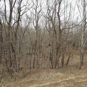 Photo #3 of SOLD property in Off Pine Spur Ln, Ararat, VA 15.4 acres