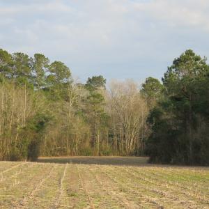 Photo #17 of SOLD property in Off Chadbourn Hwy, Chadbourn, NC 44.3 acres
