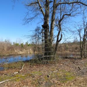 Photo #11 of SOLD property in 3431 AB Carter Road, Fayetteville, NC 61.0 acres