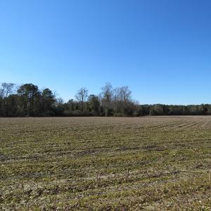 Photo #5 of SOLD property in 3431 AB Carter Road, Fayetteville, NC 61.0 acres