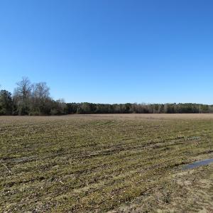 Photo #9 of SOLD property in 3431 AB Carter Road, Fayetteville, NC 61.0 acres