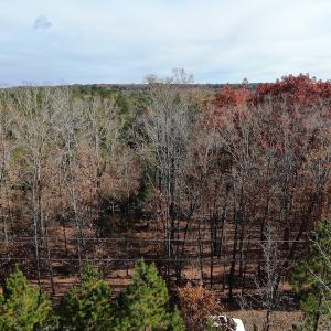 Photo #4 of SOLD property in Off SC 34 - Mt. Hope Road, Ridgeway, SC 105.0 acres