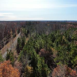 Photo #6 of SOLD property in Off SC 34 - Mt. Hope Road, Ridgeway, SC 105.0 acres