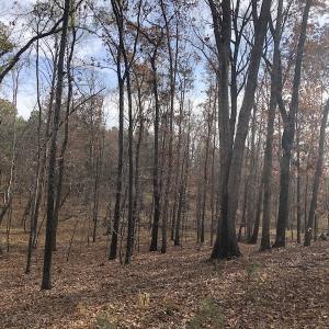 Photo #9 of SOLD property in Off SC 34 - Mt. Hope Road, Ridgeway, SC 105.0 acres