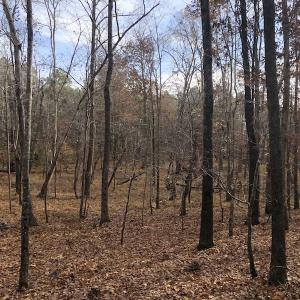 Photo #10 of SOLD property in Off SC 34 - Mt. Hope Road, Ridgeway, SC 105.0 acres