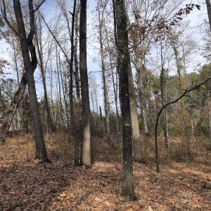 Photo #12 of SOLD property in Off SC 34 - Mt. Hope Road, Ridgeway, SC 105.0 acres