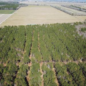 Photo #20 of SOLD property in Off Indian Creek Rd, Chesapeake, VA 105.7 acres