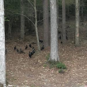 Photo #26 of SOLD property in Off Indian Creek Rd, Chesapeake, VA 105.7 acres