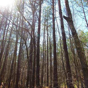 Photo #32 of SOLD property in Off Indian Creek Rd, Chesapeake, VA 105.7 acres