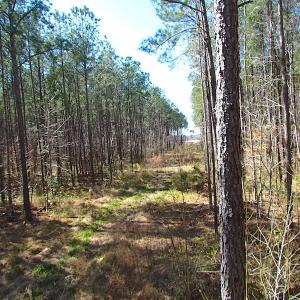 Photo #33 of SOLD property in Off Indian Creek Rd, Chesapeake, VA 105.7 acres