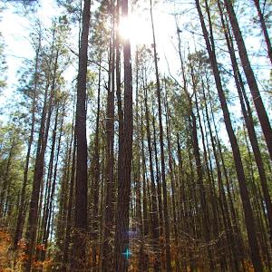 Photo #34 of SOLD property in Off Indian Creek Rd, Chesapeake, VA 105.7 acres