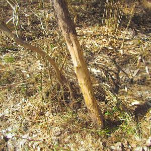 Photo #36 of SOLD property in Off Indian Creek Rd, Chesapeake, VA 105.7 acres