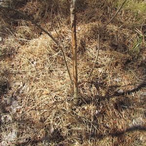 Photo #37 of SOLD property in Off Indian Creek Rd, Chesapeake, VA 105.7 acres