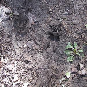 Photo #40 of SOLD property in Off Indian Creek Rd, Chesapeake, VA 105.7 acres