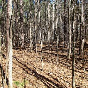 Photo #41 of SOLD property in Off Indian Creek Rd, Chesapeake, VA 105.7 acres