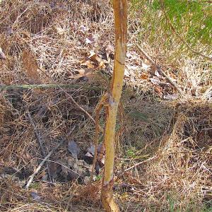 Photo #42 of SOLD property in Off Indian Creek Rd, Chesapeake, VA 105.7 acres