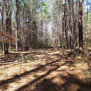 Photo #44 of SOLD property in Off Indian Creek Rd, Chesapeake, VA 105.7 acres